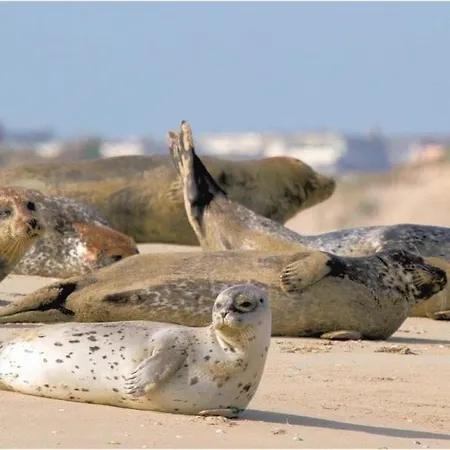 Repos 150m Coeur De * Berck-Plage